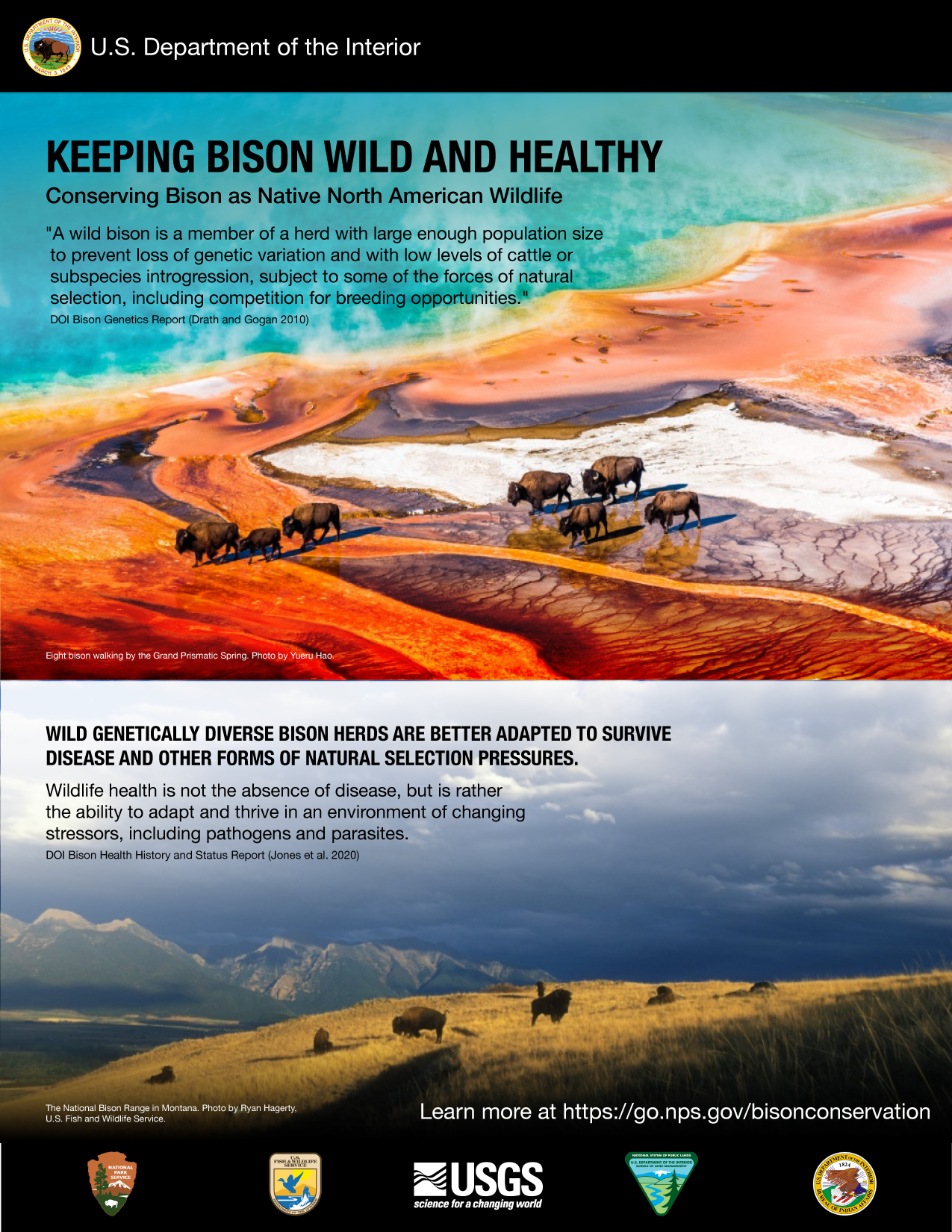 An infographic detailing the DOI initiative "Keep Bison Wild and Healthy." Alternative text for the image is available on the page.