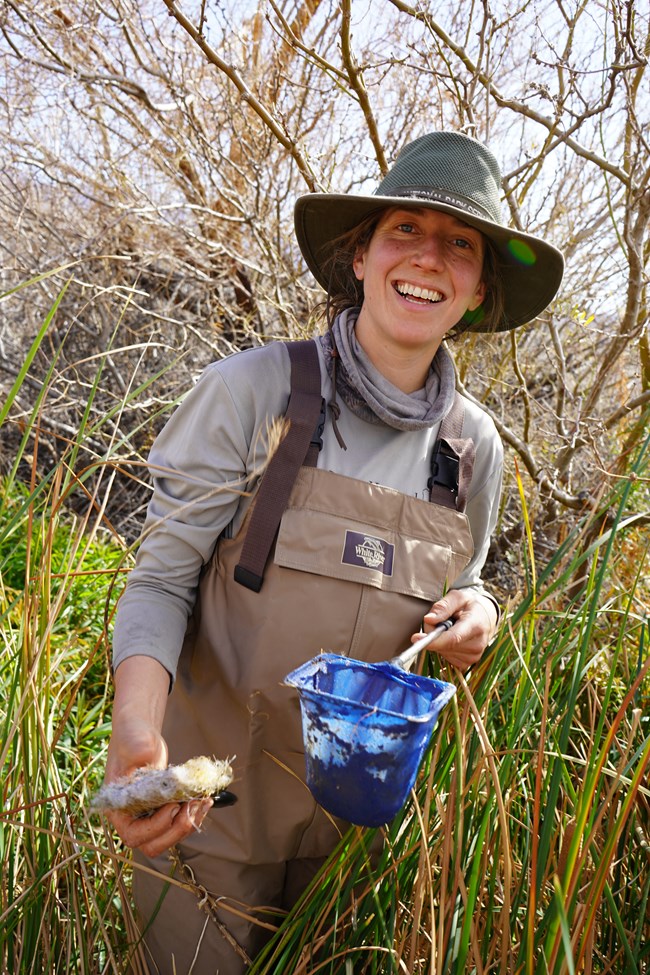 Field scientist wears waders and stands in water and tall grasses of a large spring, collecting invertebrates with a dip net.