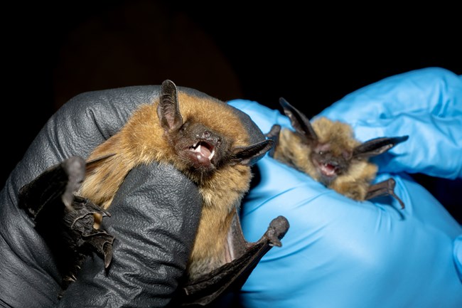 Two of the many bats caught during the Bat Blitzes.