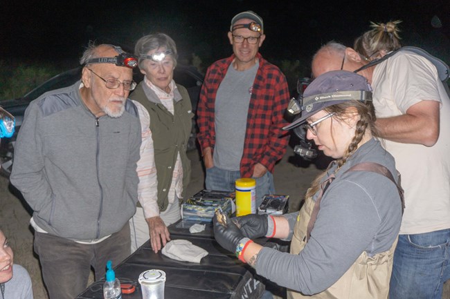 Volunteers watch how to process a bat during the 2019 BioBlitz.