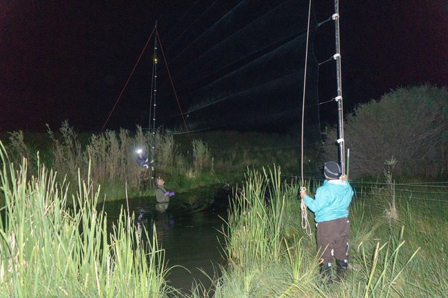 Two bioblitz participants setting up a net across a stream to catch bats