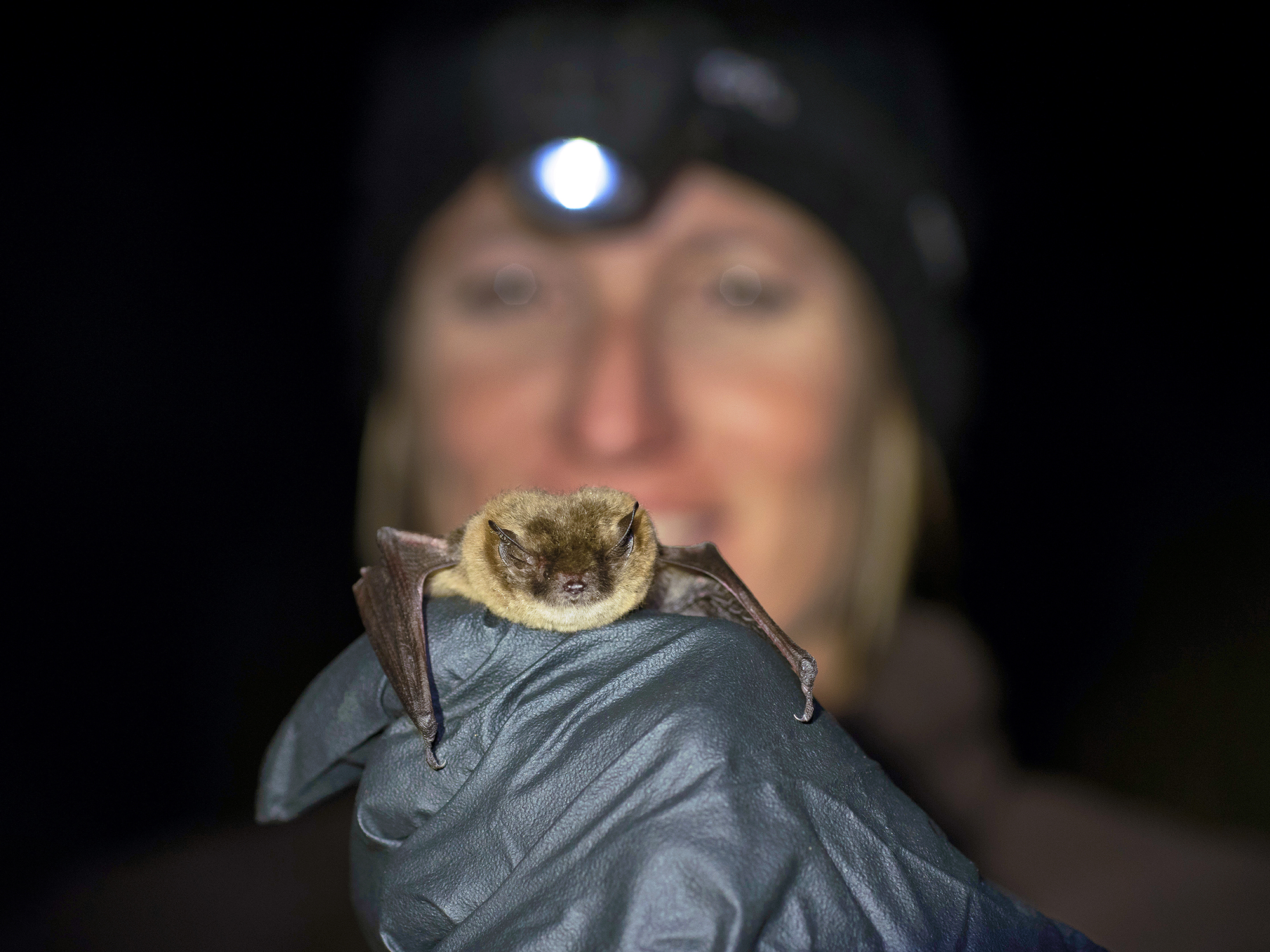 Bats Are in Danger. Here's How and Why We're Helping Them. (U.S. National  Park Service)
