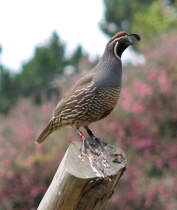 Feasibility and Hope: Planning the Return of California Quail to the  Presidio (U.S. National Park Service)