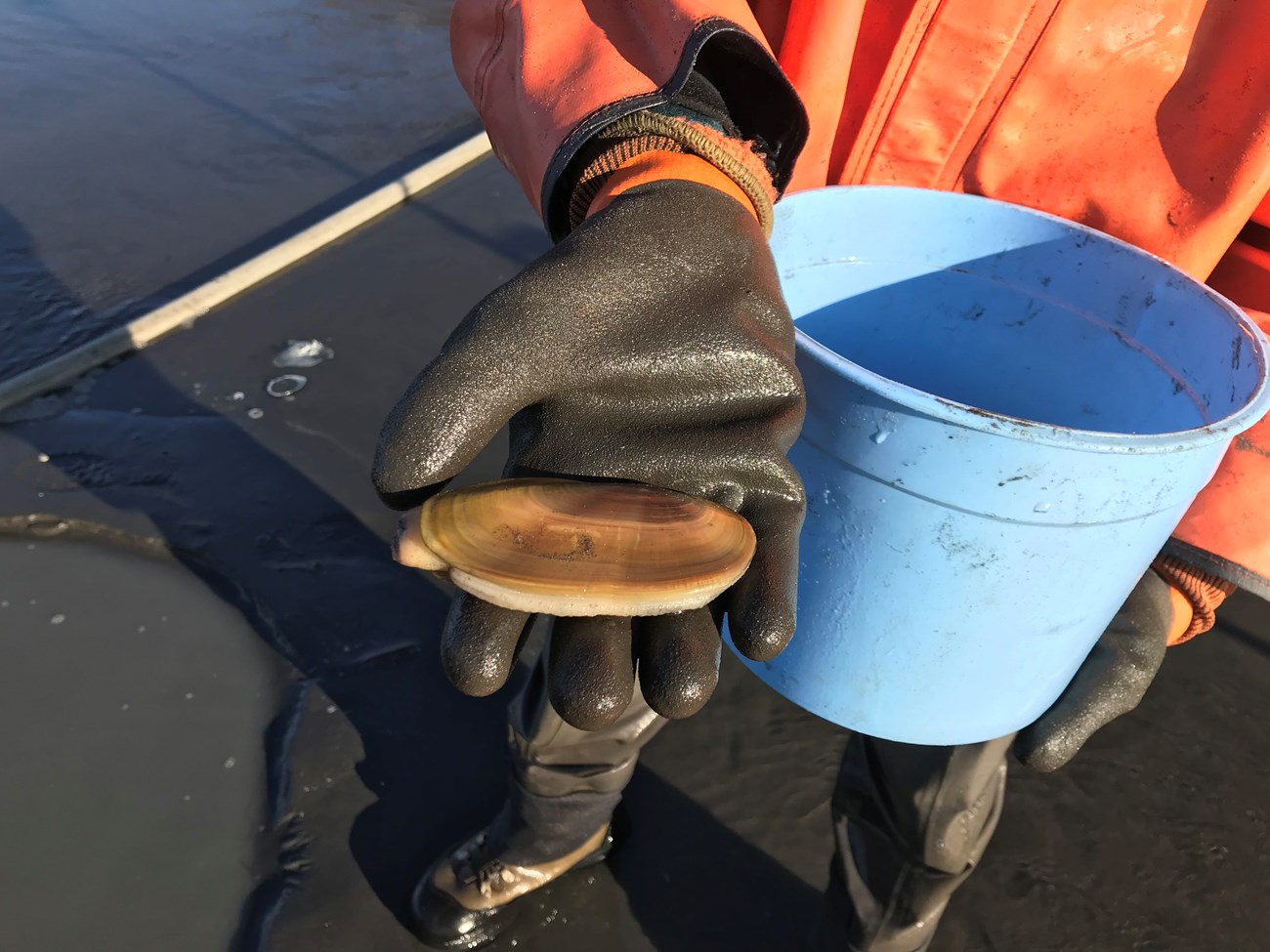 A researcher holds a razor clam during sampling on the coast of Lake Clark National Park and Preserve.