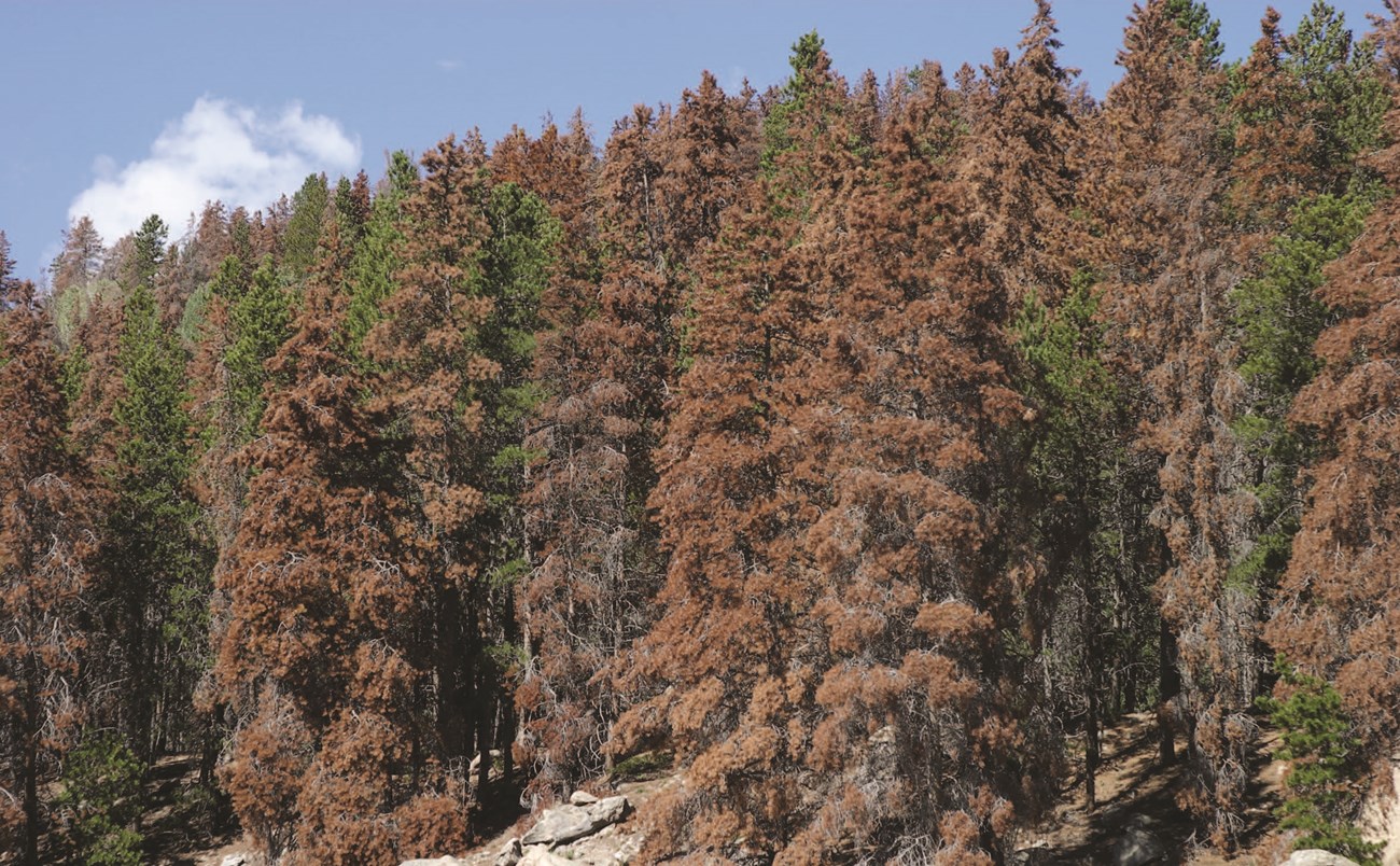 Dead lodgepole pines Hillside covered with more dead, reddish brown trees than green, living ones.