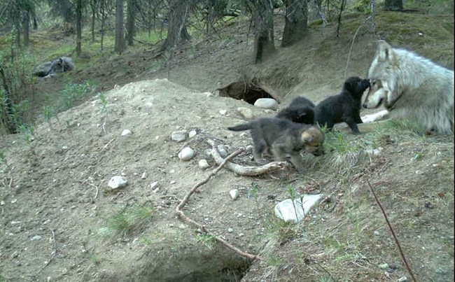 An adult wolf with pups near the den.