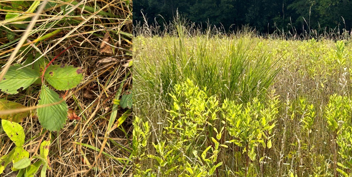 Collage with low growing strawberry leaves on left and dark green clumpy grasses on right