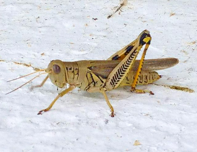 Give Us Park Rangers to Match Our Grasshoppers (U.S. National Park Service)