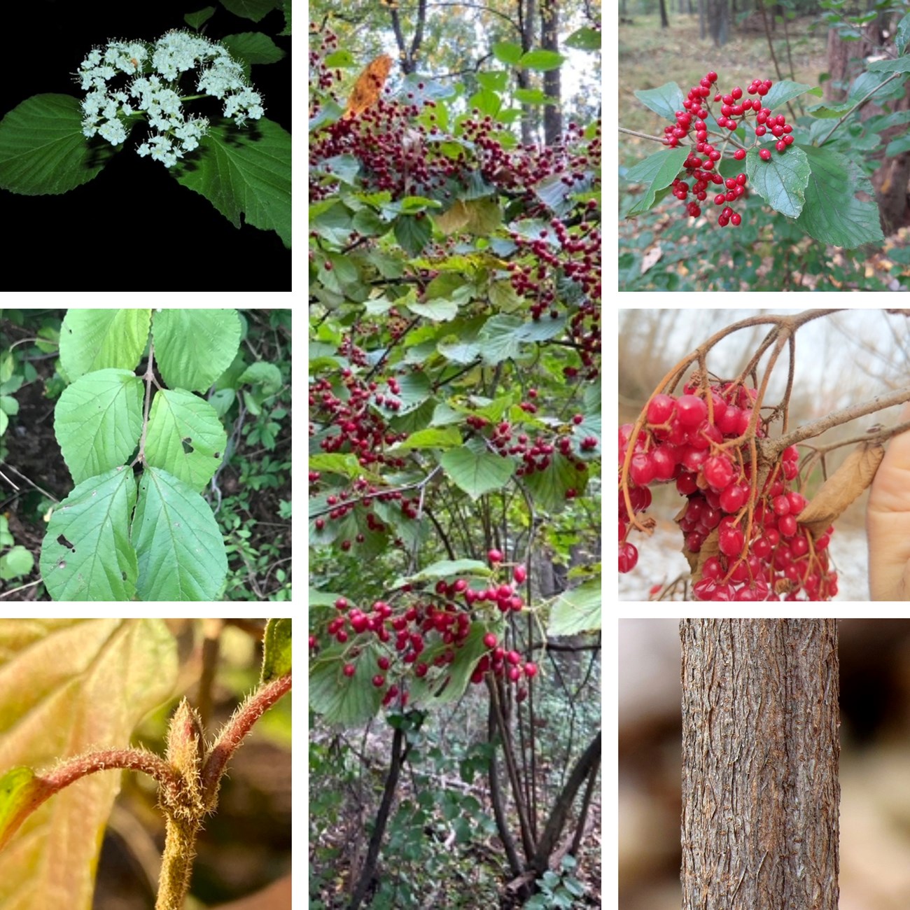 collage of linden arrowwood viburnum photos showing flowers, fruit, bark, buds, and leaves