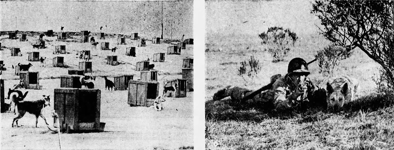 Black and white newspaper photos. Left: kennel crates and dogs fill a hillside. Right: a uniformed trainer and a dog on the lookout under a bush.