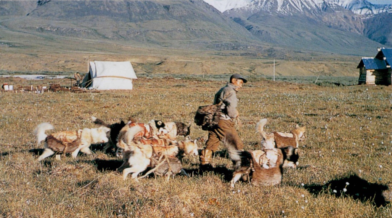Justus Mekiana walking with a group of dogs on the tundra