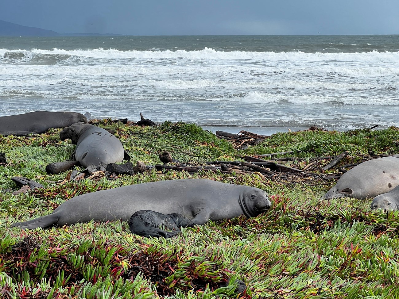 A female seal and her black pup lay on a carpet of green ice plant. Three other females are behind them, and behond them all, waves crash on the beach beneath a moody gray sky.