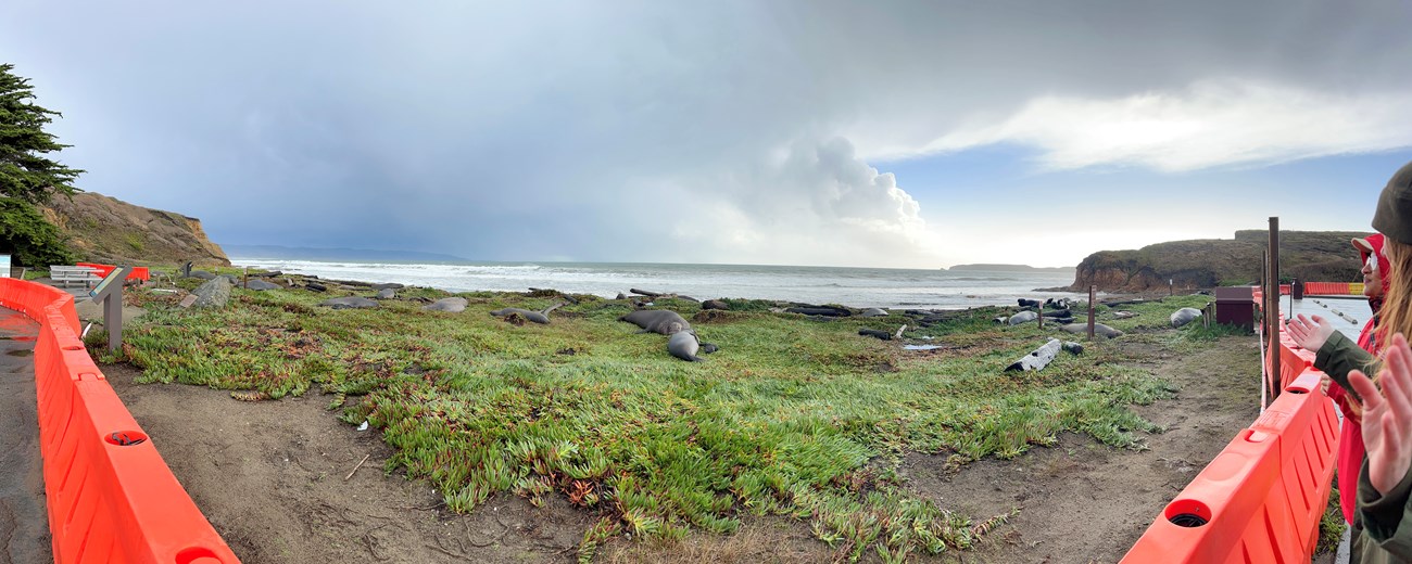 Panoramic view shows orange k rails that separate visitors from the elephant seals hauled out on green ice plant with Drakes Bay in the background. NPS Marine Ecologist Sarah Codde can be seen on the far right with her hands outstretched while sharing abo