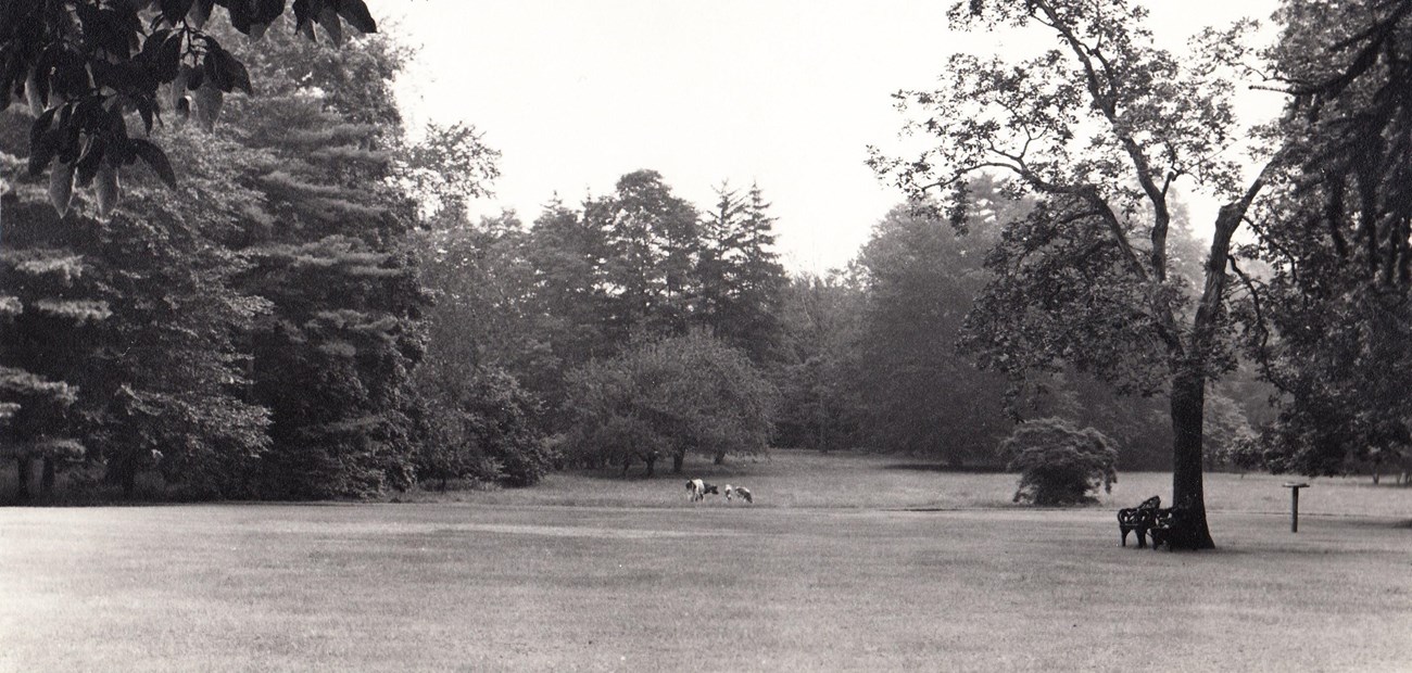 A group of cows stands in a flat meadow beyond a lawn, framed by trees
