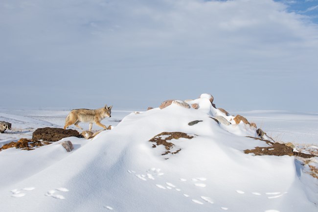 EVB_1 A coyote and badger pair hunting in a snowy landscape.