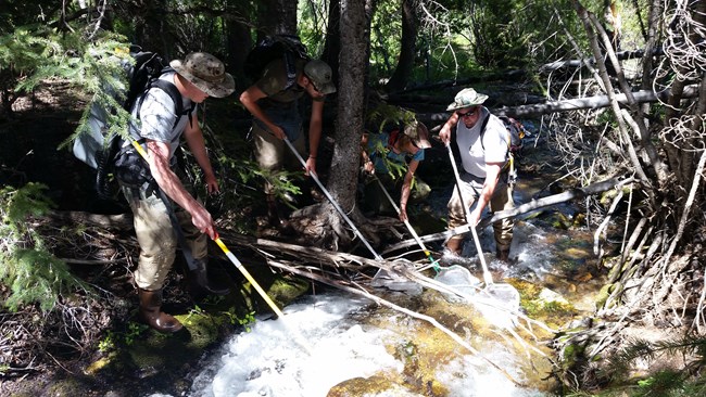Four staff members using electrofishing to catch fish in a stream