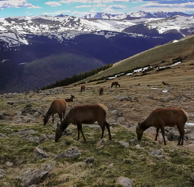 Elk grazing on tundra with mountains in the background.