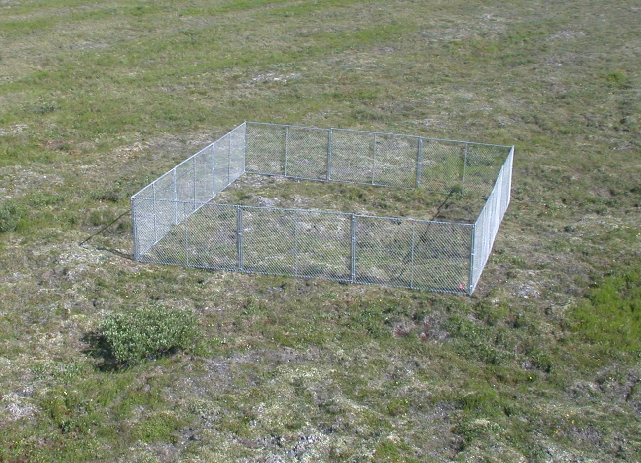 These portable chain-link fences keep caribou and reindeer from grazing lichens in a small area so that scientists can judge their impact on the surrounding areas.