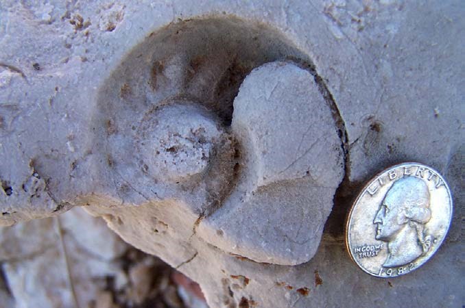 External Mold Nautiiloud GUMO fossil-guide(2) External mold of a nautiloid. Capitan Limestone, Guadalupe Mountains National Park.