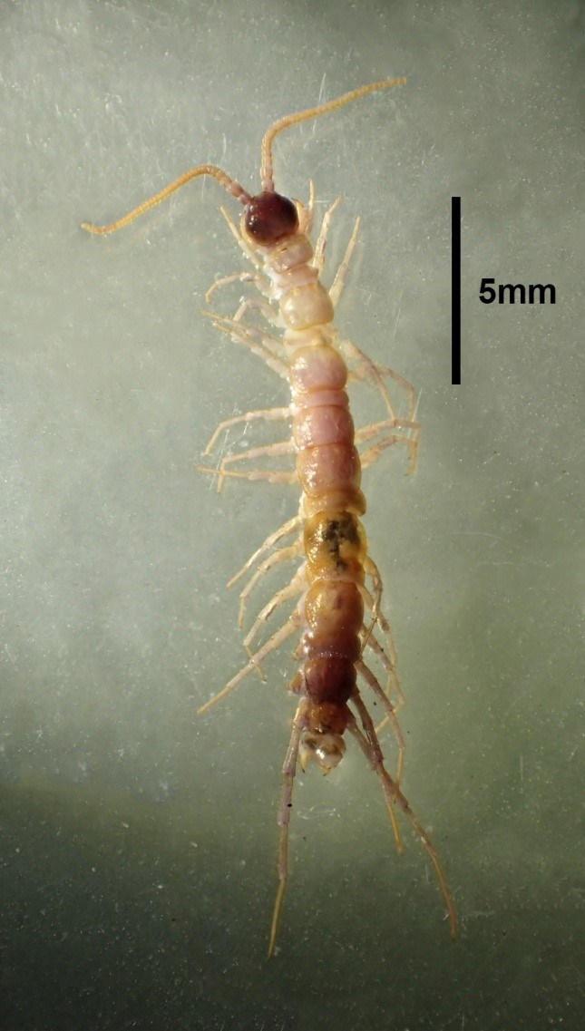 a female Zygethobius dolichopus centipede