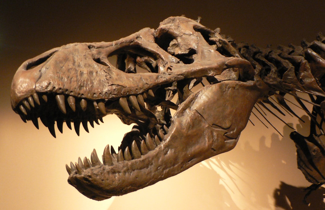 Photo of a Tyrannosaurus rex skull.