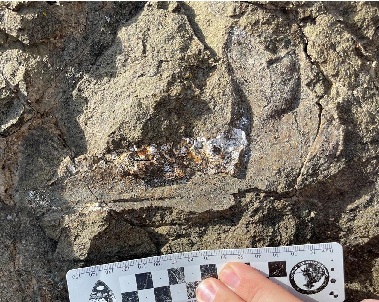 Photo of a fossil in a rock outcrop.