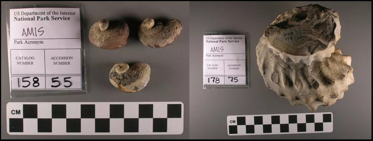 Two photos of coiled fossil shells.