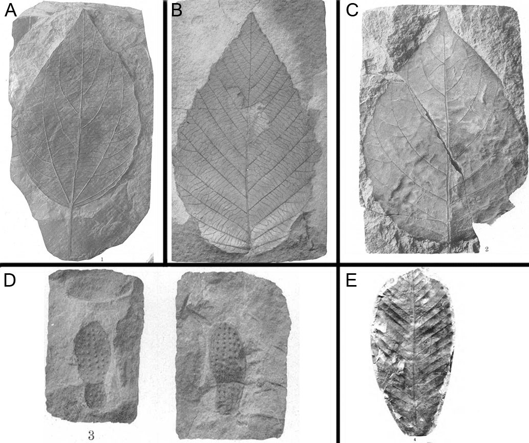 FIG-4---AK-FOSSIL-PLANTS Six photos of fossil plants.