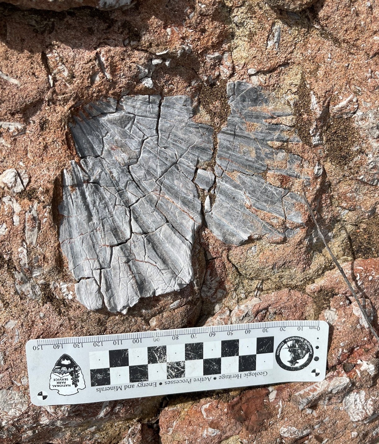 Photo of a fossil scallop shell.