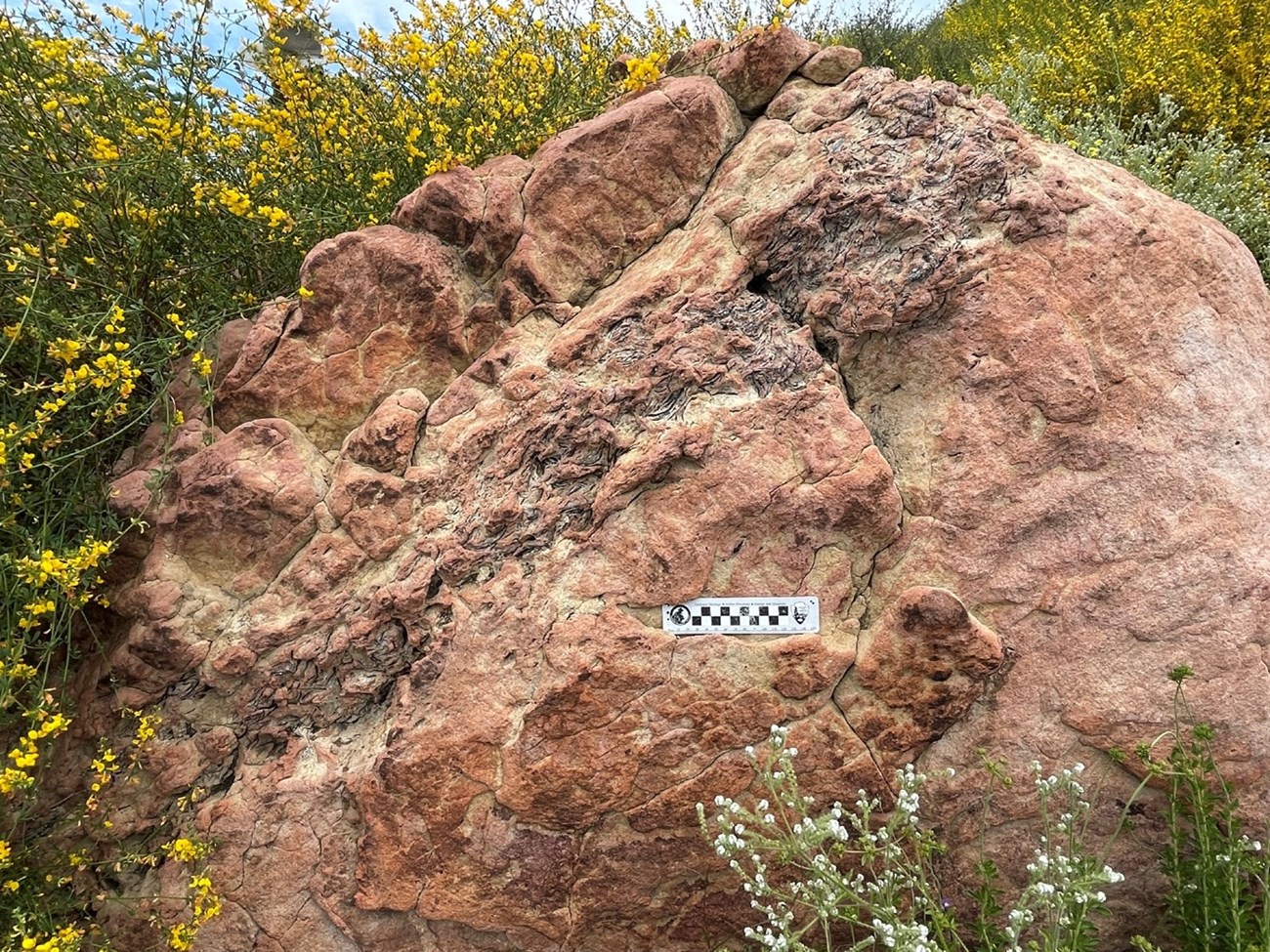 Photo of a large boulder with a band of fossils.