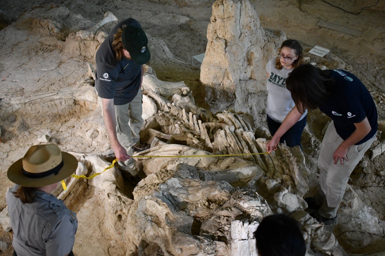 four people working with in-situ fossil bones