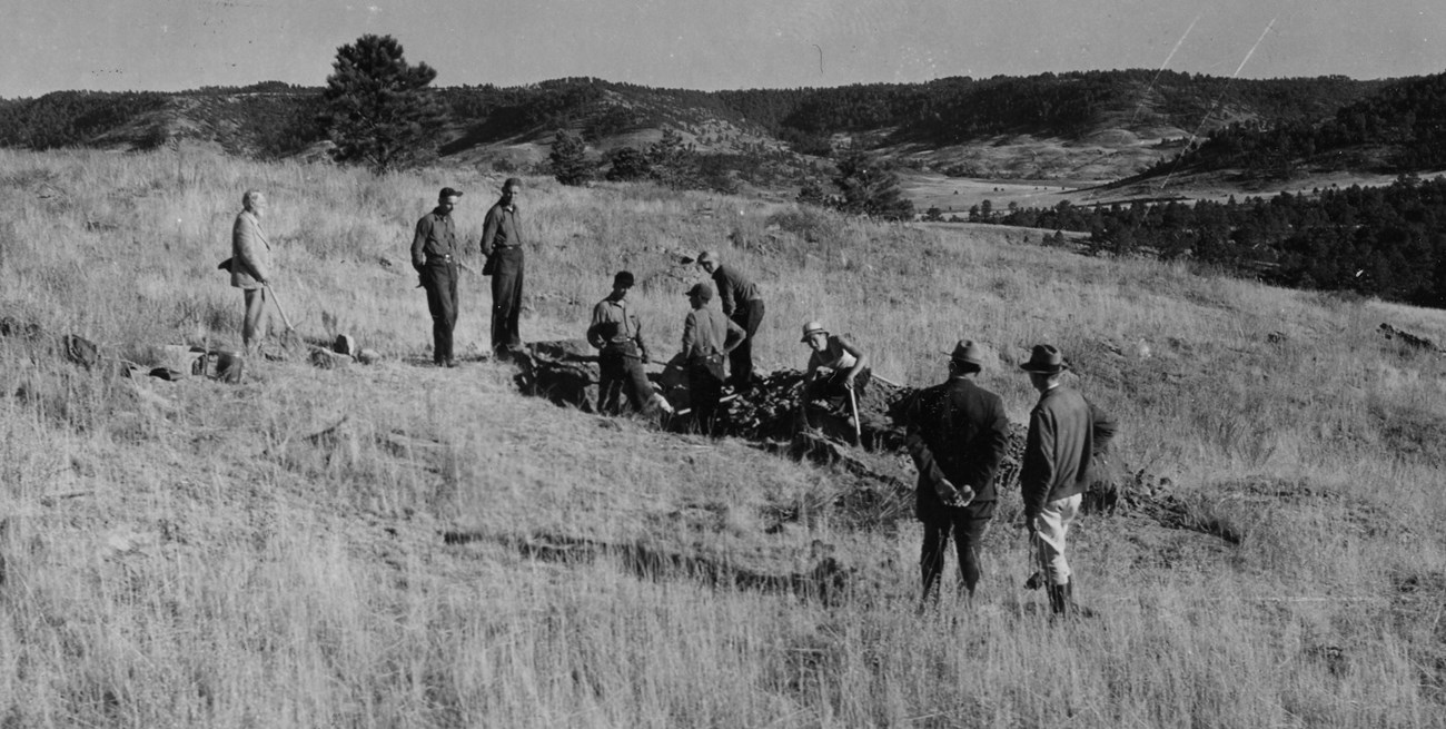 CCC excavation at Fossil Cycad. Black and white photo of a group of people digging a trench on a grassy hillslope.