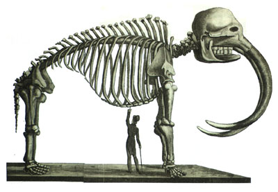 Drawing of a mastodon skeleton.