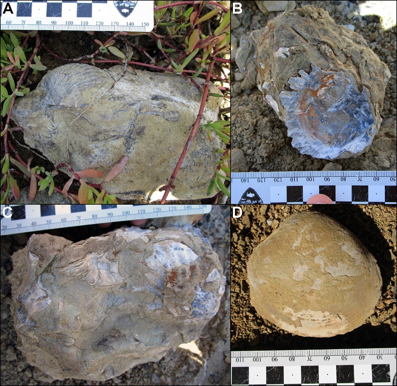 four examples of fossil sea shells