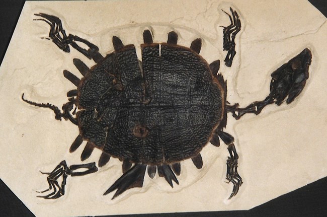 FOBU_turtle A turtle fossil from Fossil Butte National Monument.
