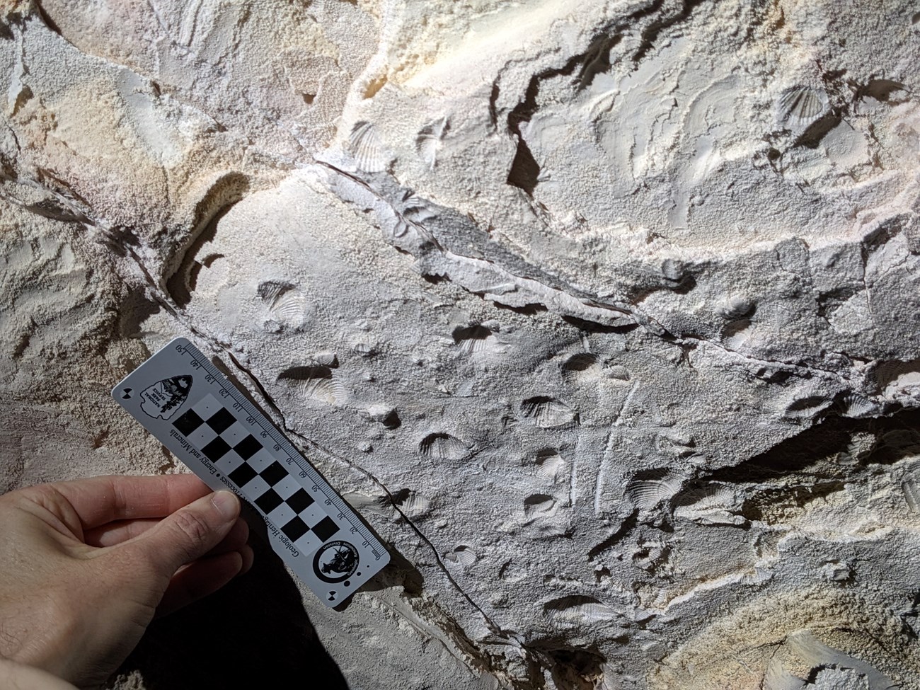 photo of a rock slab with fossil shell molds