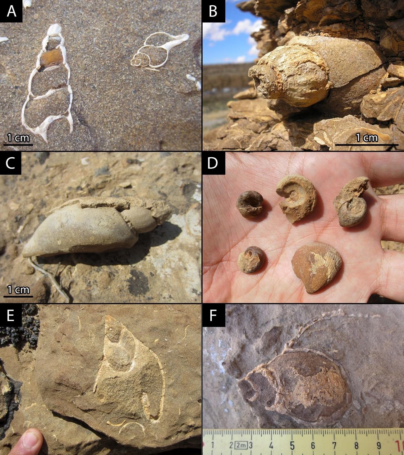 Fig 11 MEVE cretaceous-cliff-house-fossils Six photos of fossil shells.