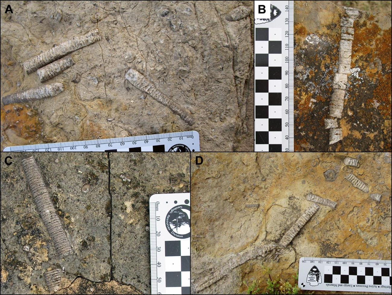 Fig 17 FOSC_building_stone_fossils Four photos of long, slender fossils.