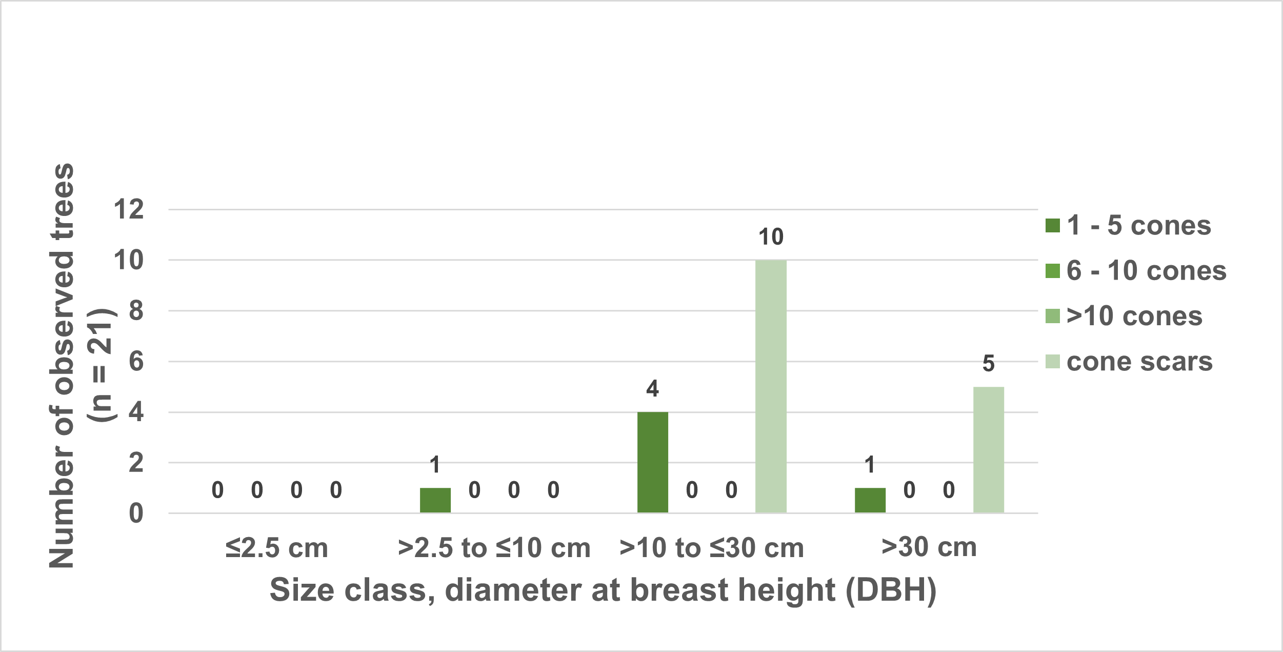 Number of cone-producing five-needle pine trees by size class. Bar chart showing that most cones were on trees in the 10 to 30 cm dbh size class.