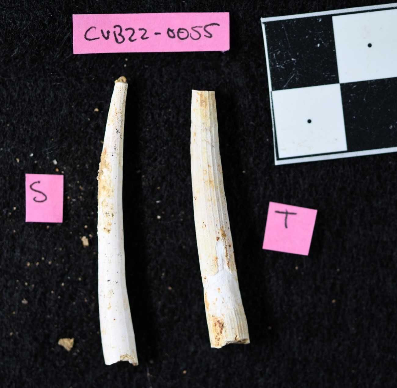 Fig 32 VICK_paleontology_inventory_2023_public Photo of long, cone-shaped fossil shells.