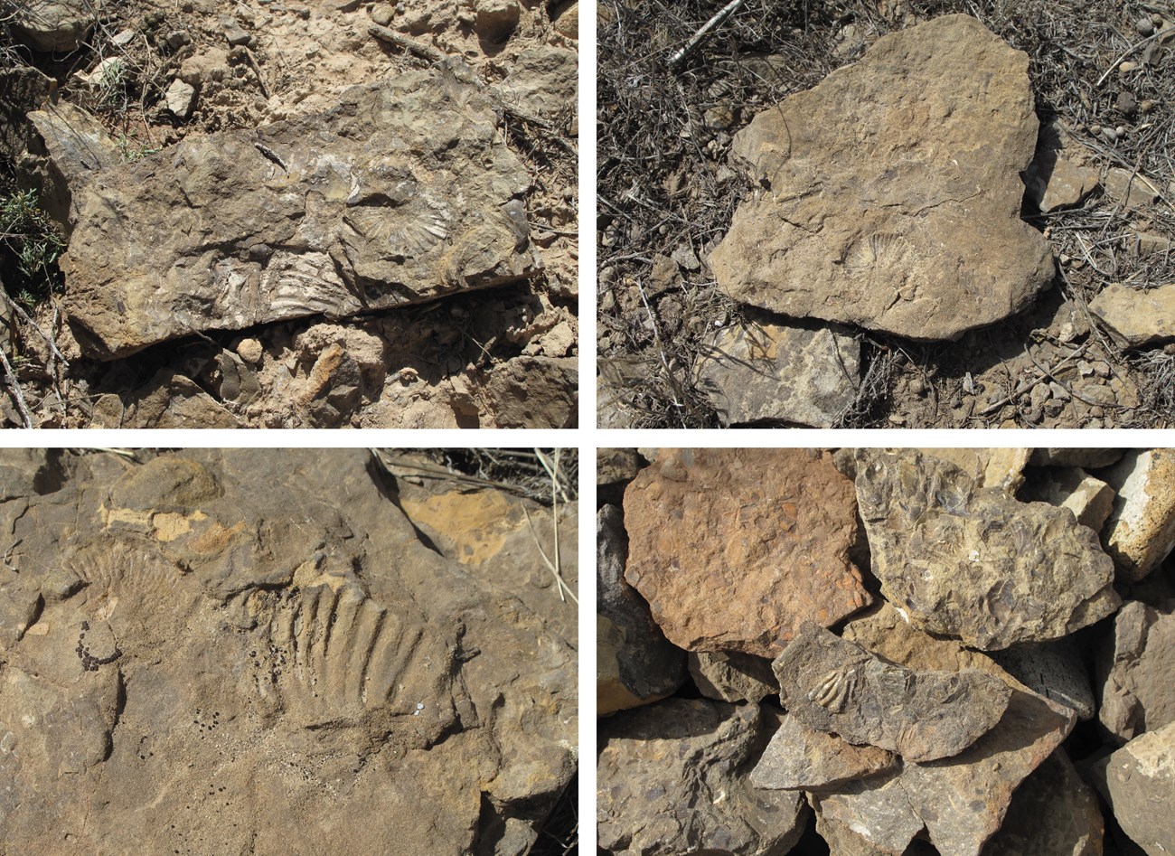 Fig 4 Newsletter rbg four photos of fossil shells on flat rocks