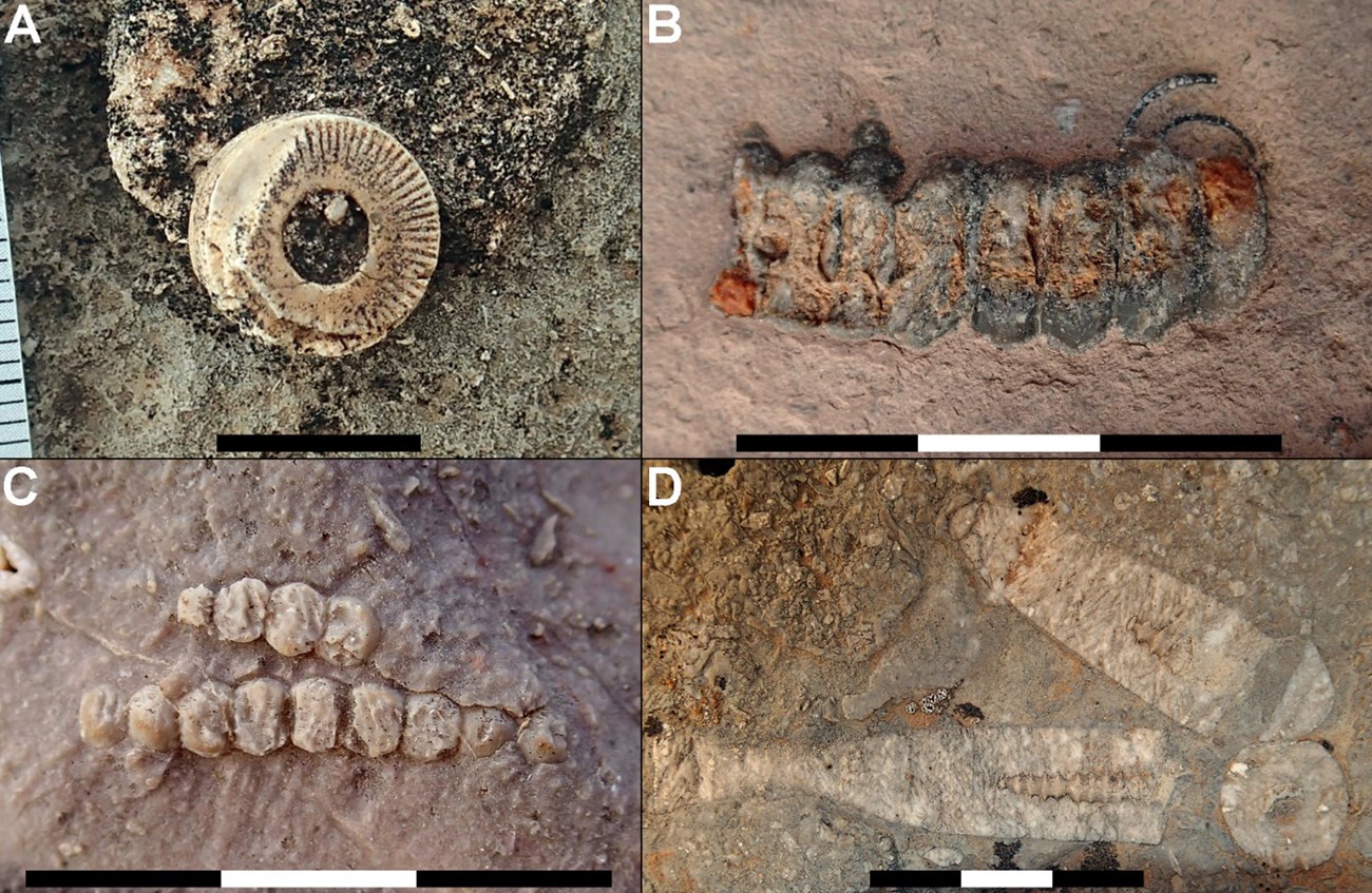 Fig 51 PARA tweet_etal_2021_PARA_paleo_inventory_public Four photos of fossils.