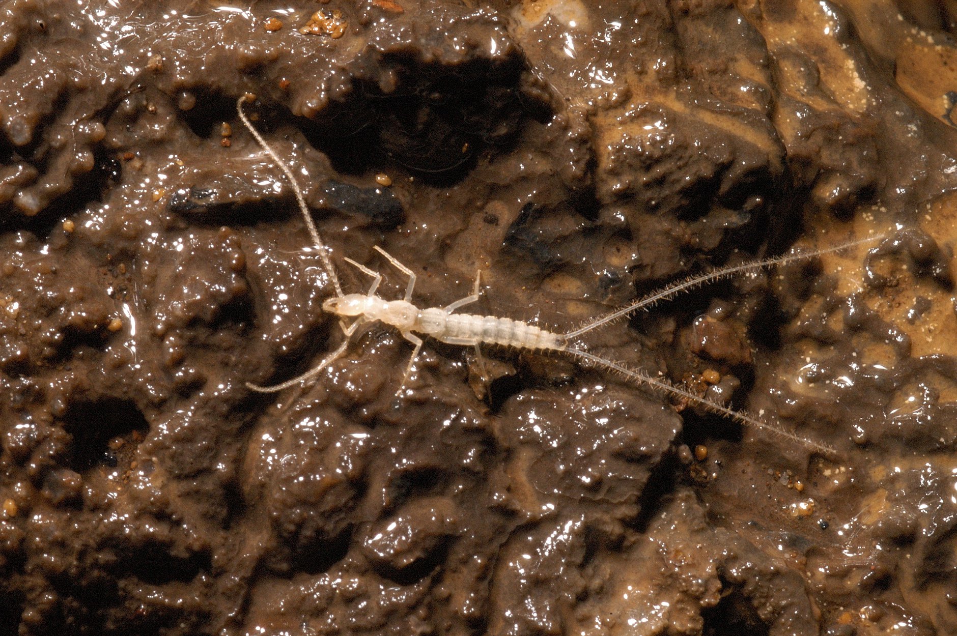 Amazing Cave Critters Up-close (U.S. National Park Service)