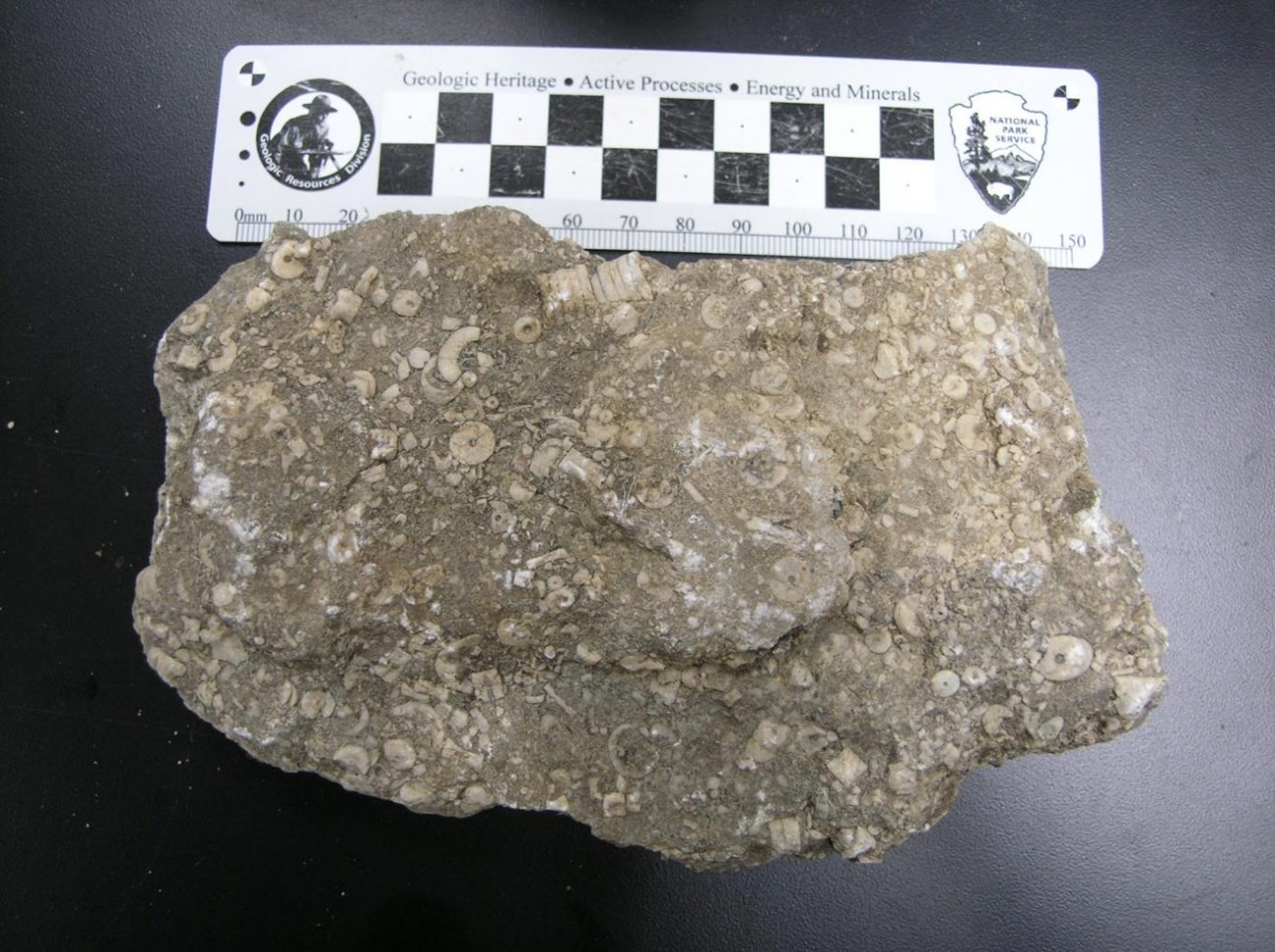 Fig 8 BUFF Konett_etal_2018_BUFF_paleo Photo of a rock with a ruler scale bar.