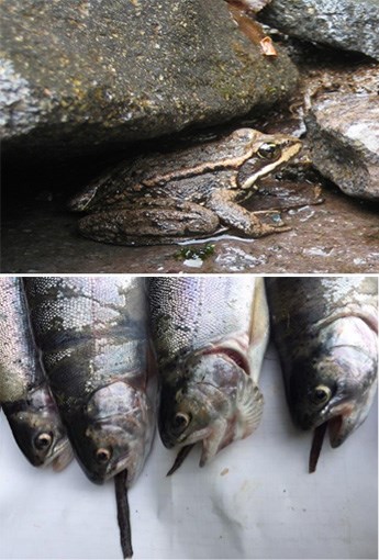 Two images: (top) a frog under a rock overhang, (bottom) four fish with salamander tails sticking out of their mouths in a white tray.