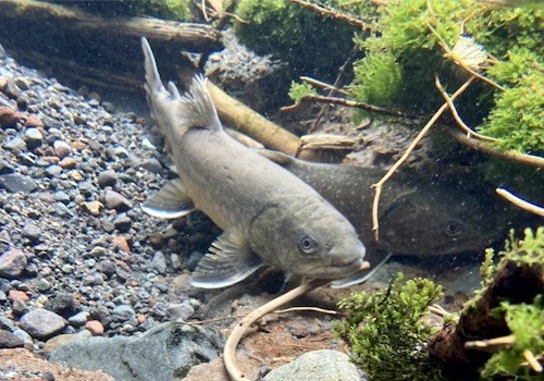 Bull trout Underwater photo of two greenish-grey trout next to a log above a gravelly river bed.