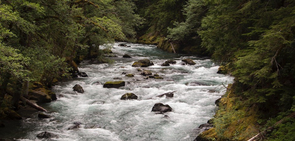 Ohanapecosh River A large, rocky river bordered by dense forest.