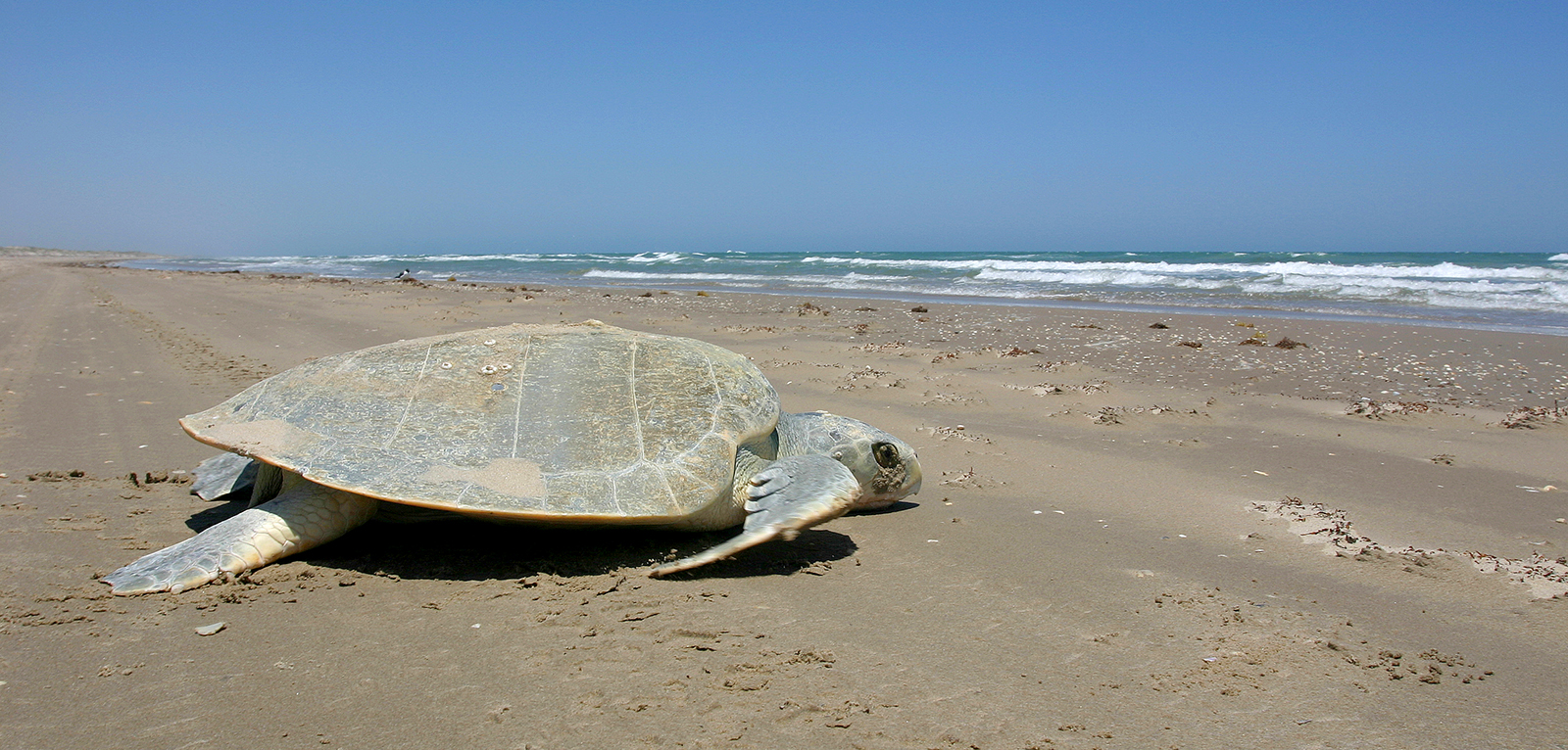 Despite Heroic Efforts, Kemp's Ridley Sea Turtles Remain