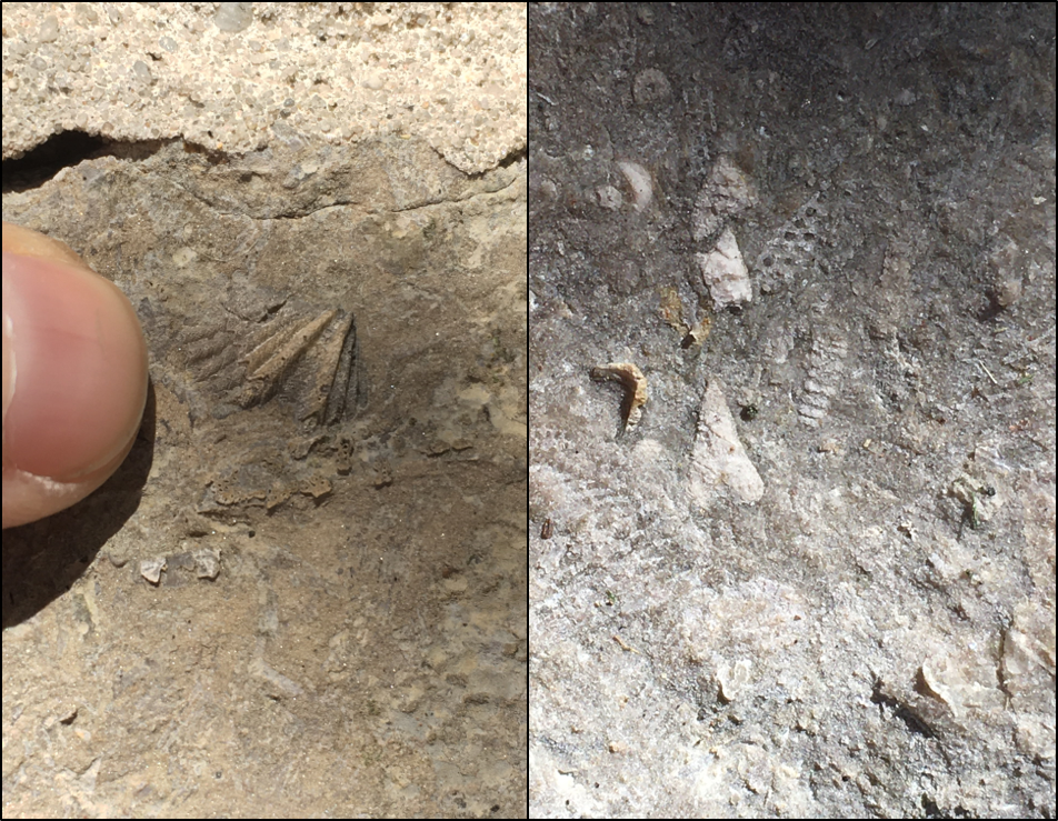 Two fossils showing close-up views of fossils in limestone.