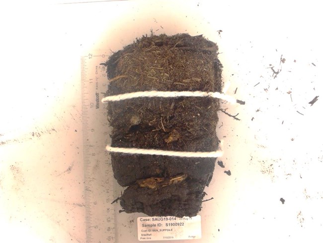 Image of a soil profile showing organic layers.